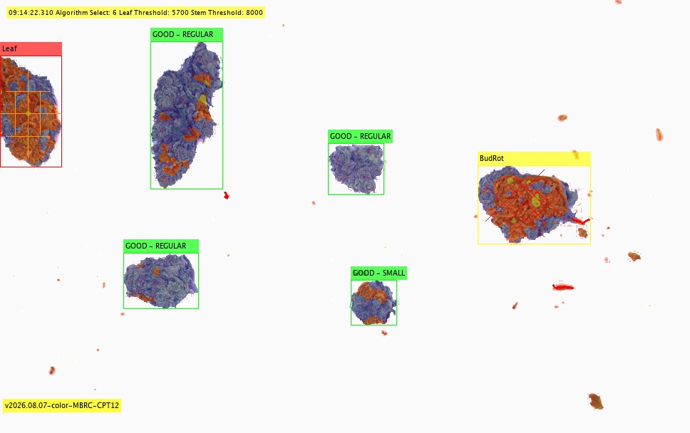 The same six flowers with a colored fill and a labelled box on each: four GOOD, one Leaf, one BudRot.