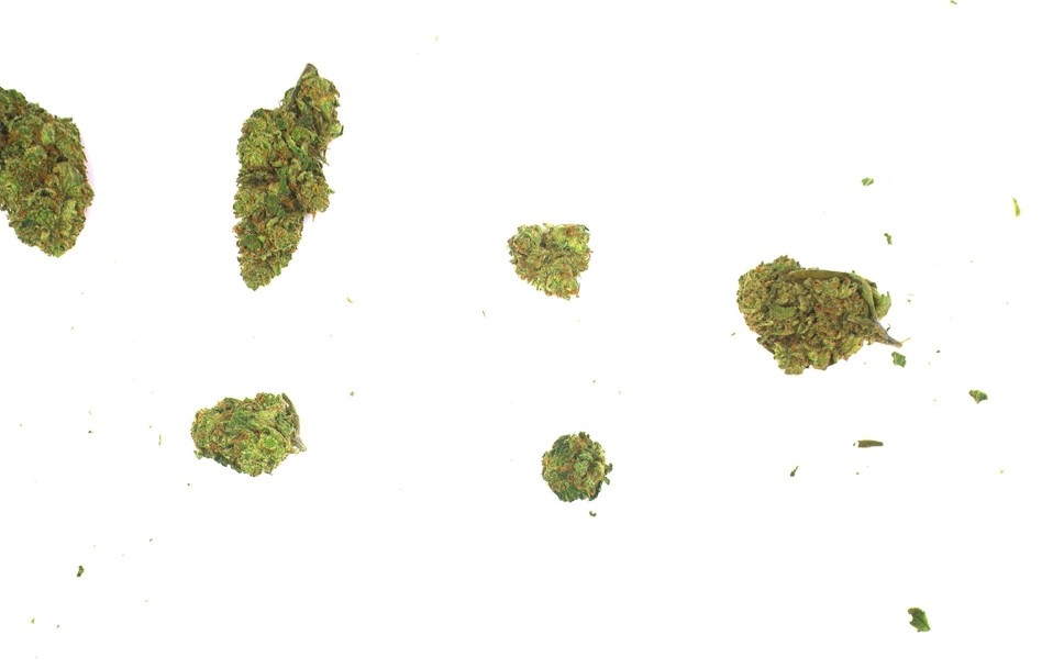 Six cannabis flowers spaced apart on a white belt, as the camera sees them.