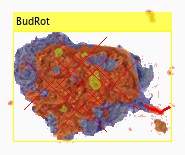 A flower in a yellow box labelled BudRot.