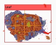 A flower in a red box labelled Leaf.